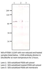 PDE8A Antibody in Western Blot (WB)