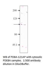 PDE8A Antibody in Western Blot (WB)