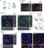 CD140a (PDGFRA) Antibody in Immunohistochemistry (Frozen) (IHC (F))