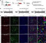 CD140a (PDGFRA) Antibody in Immunohistochemistry (Frozen) (IHC (F))