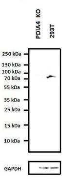 ERp72 Antibody