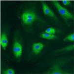 PDI Antibody in Immunocytochemistry (ICC/IF)