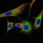 Prohibitin Antibody in Immunocytochemistry (ICC/IF)