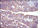 Prohibitin Antibody in Immunohistochemistry (Paraffin) (IHC (P))