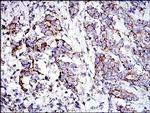 Prohibitin Antibody in Immunohistochemistry (Paraffin) (IHC (P))