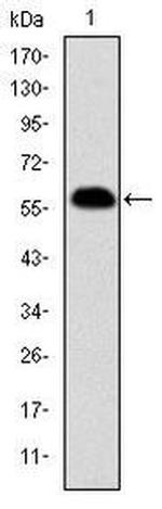 Prohibitin Antibody in Western Blot (WB)