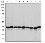 Prohibitin Antibody in Western Blot (WB)