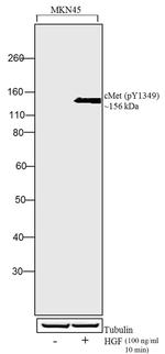 Human HGF Protein in Functional Assay (Functional)