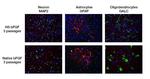 Human Heat Stable bFGF Protein in Functional Assay (Functional)