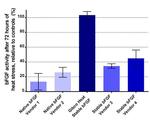 Human Heat Stable bFGF Protein in Functional Assay (Functional)