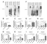 PIAS1 Antibody in Western Blot (WB)