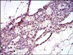 PIWIL4 Antibody in Immunohistochemistry (Paraffin) (IHC (P))