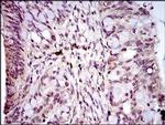 PIWIL4 Antibody in Immunohistochemistry (Paraffin) (IHC (P))