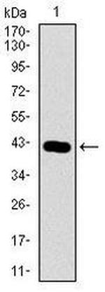 PIWIL4 Antibody in Western Blot (WB)