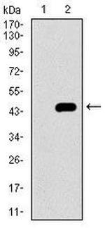 PIWIL4 Antibody in Western Blot (WB)