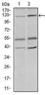 PIWIL4 Antibody in Western Blot (WB)