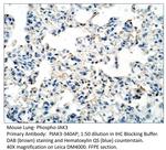 Phospho-JAK3 (Tyr785) Antibody in Immunohistochemistry (IHC)