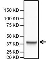 PKA alpha Antibody in Western Blot (WB)