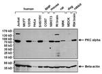 PKC alpha Antibody in Western Blot (WB)