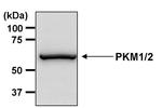 PKM1/PKM2 Antibody in Western Blot (WB)