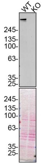 Plectin Antibody