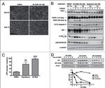 TSC1 Antibody in Western Blot (WB)