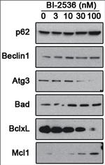 PLK1 Antibody in Western Blot (WB)