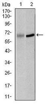 PLK1 Antibody in Western Blot (WB)