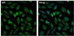 PMP70 Antibody in Immunocytochemistry (ICC/IF)