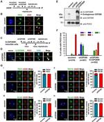 POC1B Antibody in Immunocytochemistry (ICC/IF)