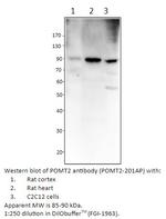 POMT2 Antibody in Western Blot (WB)