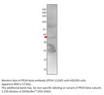 PP2A-beta Antibody in Western Blot (WB)