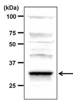 PP2A alpha Antibody in Western Blot (WB)