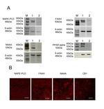 PPAR alpha Antibody in Western Blot (WB)