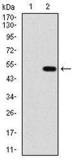 PPM1A Antibody in Western Blot (WB)