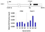 PPM1A Antibody in ChIP Assay (ChIP)