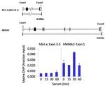 PPM1A Antibody in ChIP Assay (ChIP)