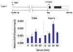 PP1 beta Antibody in ChIP Assay (ChIP)