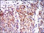 PPP2R4 Antibody in Immunohistochemistry (Paraffin) (IHC (P))