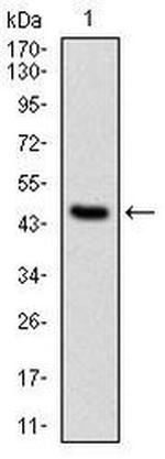 PPP2R4 Antibody in Western Blot (WB)