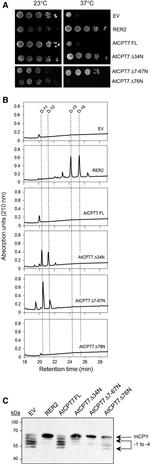 PRC1 Antibody in Western Blot (WB)