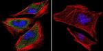 PRC1 Antibody in Immunocytochemistry (ICC/IF)