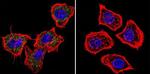 PRC1 Antibody in Immunocytochemistry (ICC/IF)