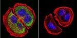 PRC1 Antibody in Immunocytochemistry (ICC/IF)