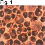 PRDX1 Antibody in Immunocytochemistry (ICC/IF)