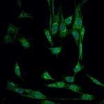 PRL1 Antibody in Immunocytochemistry (ICC/IF)