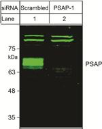 PSAP Antibody in Western Blot (WB)