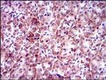 PSAP Antibody in Immunohistochemistry (Paraffin) (IHC (P))