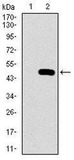 PSAP Antibody in Western Blot (WB)