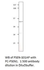 Presenilin 1 Antibody in Western Blot (WB)